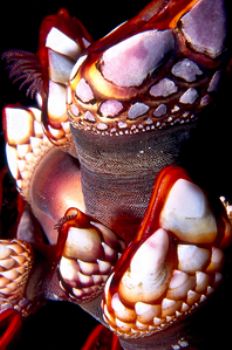 Gooseneck Barnacles.  British Columbia.  Shot with housed... by Kathy Damgaard 